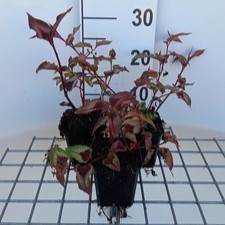 Persicaria micr. 'Red Dragon'®  Pot 9 