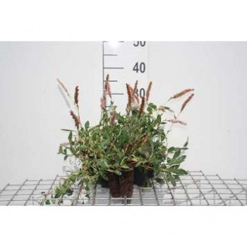 Persicaria aff. 'Superba'  POT 8 