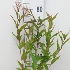Persicaria polymorpha  Pot 9 