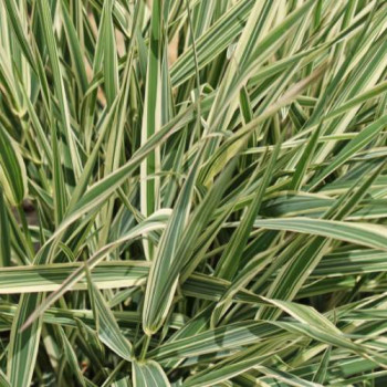 Phalaris arundinacea  Pot 9 