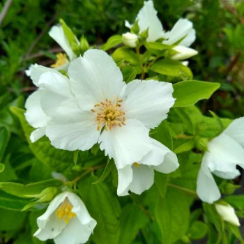 Philadelphus 'Belle Etoile' 0.50 à 0.60 m Cont. 