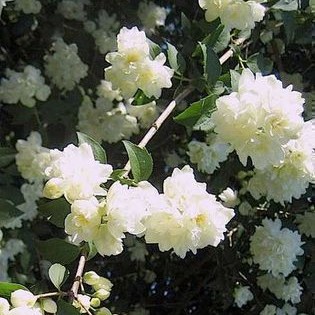 Philadelphus 'Bouquet Blanc' 0.50 à 0.60 m Cont. 