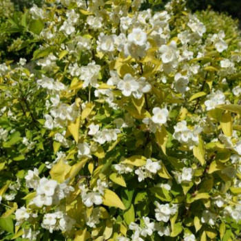 Philadelphus coron. 'Aureus' 0.30 à 0.40 m Cont. 