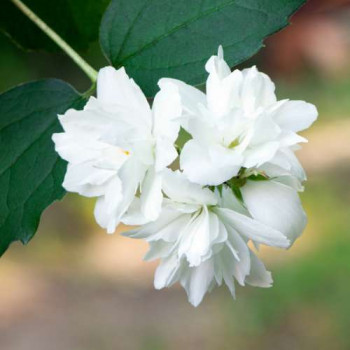 Philadelphus 'Dame Blanche' 0.50 à 0.60 m Cont. 