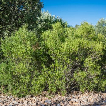 Phillyrea angustifolia 0.35 à 0.40 m CT 15 litres en boule 