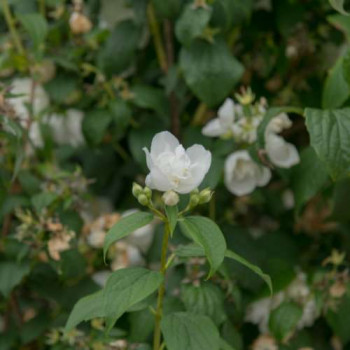 Philadelphus 'Virginal' 1 à 1.25 m CT 12 litres 