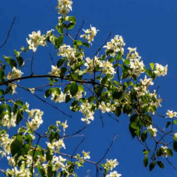 Philadelphus coronarius 0.50 à 0.60 m Cont. 