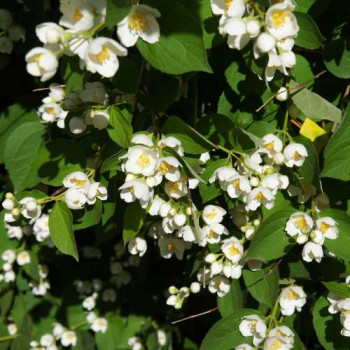 Philadelphus 'Lemoinei' 0.50 à 0.60 m CT 