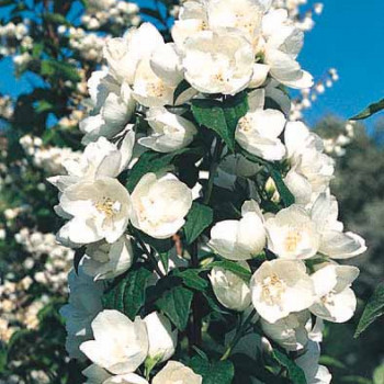 Philadelphus 'Virginal' 0.50 à 0.60 m Cont. 