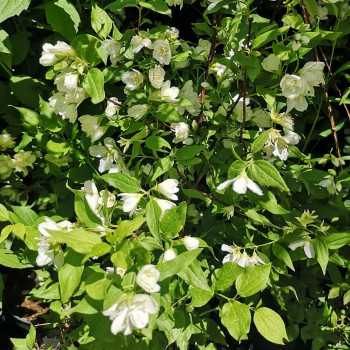 Philadelphus 'Manteau d'hermine' 0.40 à 0.50 m Cont. 