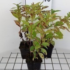 Phlox (p) 'Blue Boy'  Pot 9 
