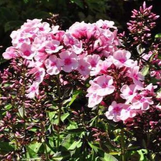 Phlox (p) 'Bright Eyes'  Pot 9 