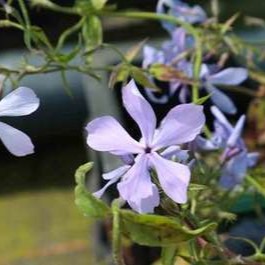 Phlox divar. 'Clouds of Perfume'  Pot 9 