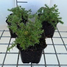 Phlox (d) 'Lilac Cloud'  Pot 9 