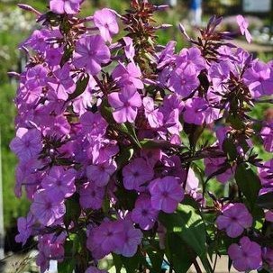 Phlox (m) 'Alpha'  Pot 9 
