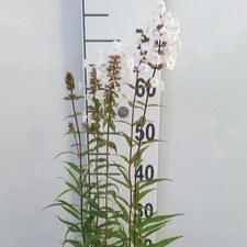 Phlox (m) 'Schneelawine'  Pot 9 