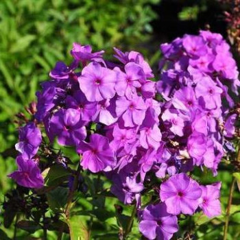 Phlox (p) 'Amethyst'  Pot 9 