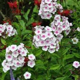 Phlox (p) 'Europa'  Pot 9 