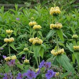Phlomis russeliana  Pot 9 
