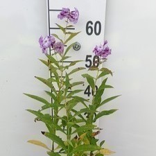 Phlox (p) 'Uspech'  Pot 9 