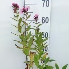 Phlox (p) 'Windsor'  Pot 9 