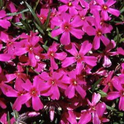 Phlox (s) 'Atropurpurea'  Pot 9 