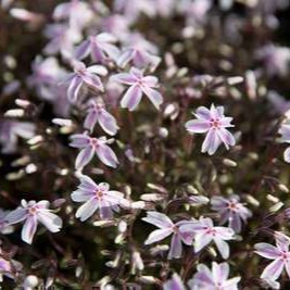 Phlox (s) 'Candy Stripes'  Pot 9 