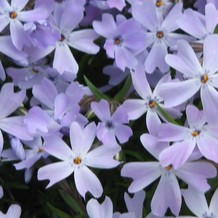 Phlox (s) 'Emerald Cushion Blue'  Pot 9 