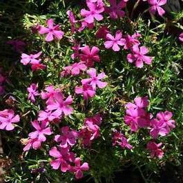 Phlox (s) 'Mcdaniel's Cushion'  Pot 9 