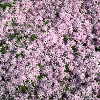 Phlox (s) 'Moerheimii'  Pot 9 