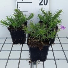 Phlox (s) 'Purple Beauty'  Pot 9 
