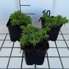 Phlox (s) 'Samson'  Pot 9 