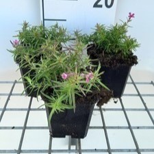 Phlox (s) 'Scarlet Flame'  Pot 9 