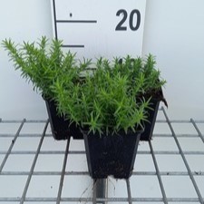 Phlox (s) 'White delight'  Pot 9 