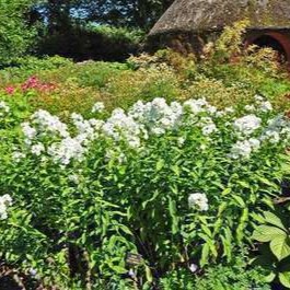 Phlox (p) 'White Admiral'  Pot 9 
