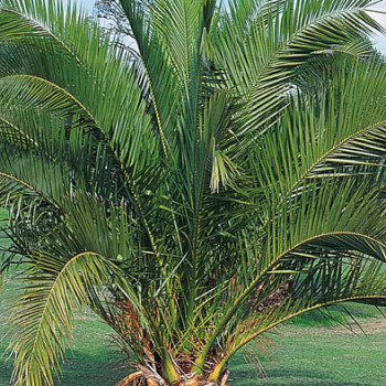 Phoenix canariensis 0.40 m et + Cont. 