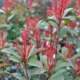 Photinia fras. 'Carré Rouge' ('mandarino')  CT 18 en rideau 
