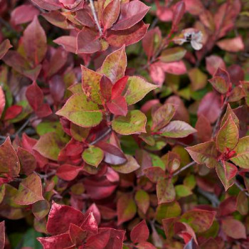 Photinia fras. 'Little Red Robin' 0.25 à 0.30 m CT 