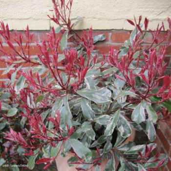 Photinia fras. 'Pink Marble'® ('cassini'®) 1 à 1.25 m CT 18 litres 