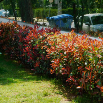 Photinia fras. 'Red Robin' 0.40 à 0.60 m Cont. 