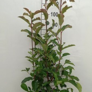 Photinia fras. 'Red Select' 0.80 à 1 m CT 7,5 litres 
