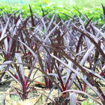 Phormium tenax 'Purpureum'  Pot 9 