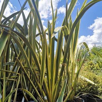 Phormium tenax 'Variegatum' 0.60 à 0.80 m CT 10 litres 