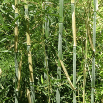 Phyllostachys bissetii 0.60 à 0.80 m CT 5 litres 