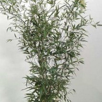 Phyllostachys nigra 1.25 à 1.5 m CT 10 litres 