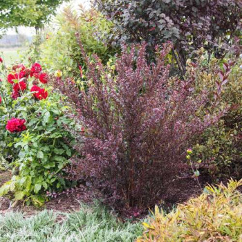 Physocarpus opulif. 'Little devil'® (='donna may') 0.40 à 0.50 m CT 3 litres 