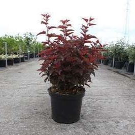 Physocarpus opulif. 'Little Angel'® 0.40 à 0.50 m Cont. 