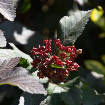 Physocarpus opulif. 'Lady In Red'® ( 'tuilad'®) Tige 120 cm CT 12 litres 