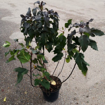 Physocarpus opulif. 'Diabolo' 0.30 à 0.40 m Cont. 