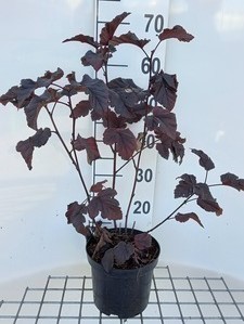Physocarpus opulif. 'Midnight'® 0.40 à 0.60 m Cont. 